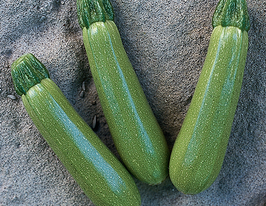 Кабачок Мостра F1 купить