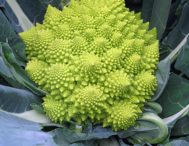 Капуста цвітна Джитано F1купити