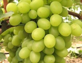Виноград Катрусякупити