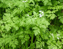 Кервель Жаворонок купить