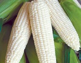 Кукурудза Русалка купити