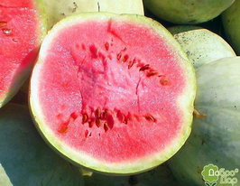 Арбуз Чумак купить