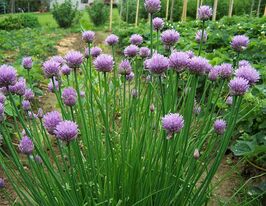 Лук шнитт Ласточка купить