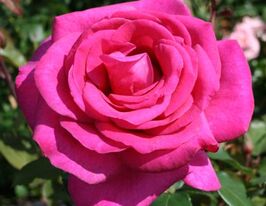 Роза чайно-гибридная Пароле (Parole) 1 шт купить