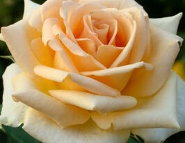 Троянда чайно-гібридна Версиліякупити