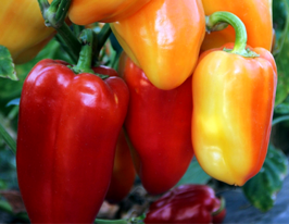 Перець солодкий Валюшакупити