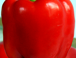 Перец сладкий Светозар купить