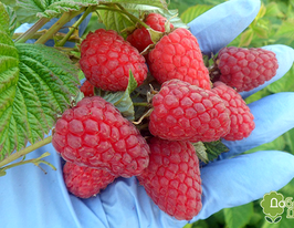 Малина красная Радзиева купить