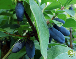 Жимолость Атут Atutкупити