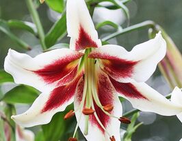Лілія ОТ-гібрид Беверлі Дрімс Beverly Dreamsкупити