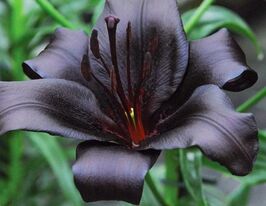 Лілія азіатська Найтрайдер Nightriderкупити