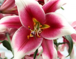 Лилия ОТ-гибрид Фрисо Friso купить