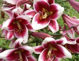 Лілія ОТ-гібрид Фрісо Frisoкупити