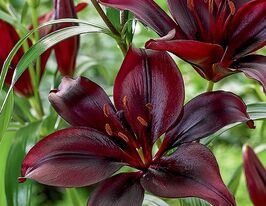 Лилия азиатская Мапира Mapira купить