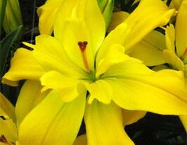 Лілія махрова Кенсінгтон Kensingtonкупити