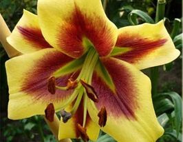 Лілія ОТ-гібрид Роберт Свонсон Robert Swansonкупити