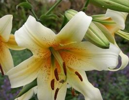 Лілія ОТ-гібрид Містер Пісташ Mister Pistacheкупити