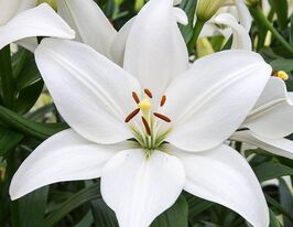 Лілія азіатська Брайт Даймонд Bright Diamondкупити