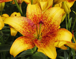 Лілія азіатська Голден Стоун Golden Stoneкупити