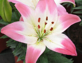 Лілія азіатська Леві Leviкупити