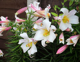 Лілія трубчаста Вайт Пленет White Planetкупити