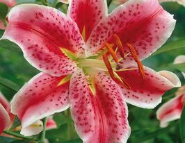 Лілія орієнтальна Старгейзер Stargazerкупити