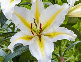 Лілія орієнтальна Баферрарі (Baferrari)купити