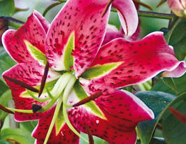 Лілія азіатська Блек Бюті Black Beautyкупити