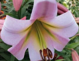 Лілія Пінк Перфекшн (Pink Perfection)купити