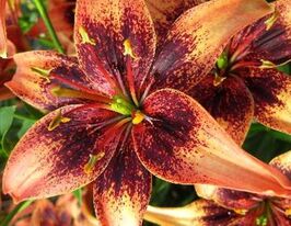 Лілія азіатська Уістлер Whistlerкупити