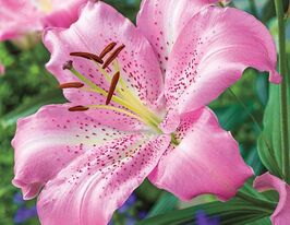 Лілія орієнтальна Жозефіна Josephineкупити