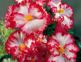 Бегония Криспа Маргината Вайт-Ред (Crispa Marginata White Red) купить