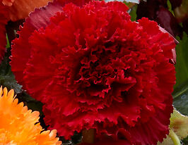 Бегония Фимбриата Алая Fimbriata Scarlet купить