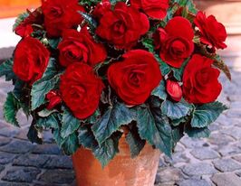 Бегония Махровая Алая Double Scarlet купить