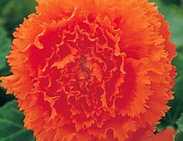 Бегония Фимбриата Оранжевая Fimbriata Orange купить