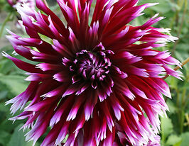 Георгина бахромчатая Алауна Клер Обскур  купить