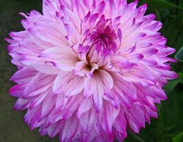 Георгина бахромчатая Цезарьс Палас Caesars Palace купить