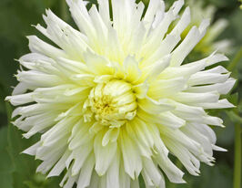 Георгина бахромчатая Айс Кристал Ice Crystal купить