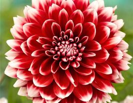 Георгина бахромчатая Ред Фубуки Red Fubuki купить