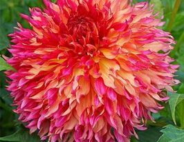 Георгина бахромчатая Миртлс Фолли Myrtles Folly купить