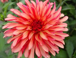 Георгина бордюрная Арт Деко Art Deco купить