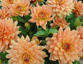 Георгина бордюрная Винсент Vincent купить