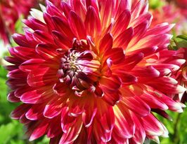 Георгина декоративная Акита Akita в горшке купить