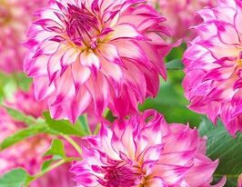 Георгина декоративная Колорадо Класик купить