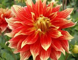 Георгина декоративная Бодашес Bodacious купить