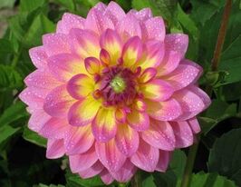 Георгина декоративная Джовей Гипси Jowey Gipsy купить