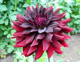 Георгина декоративная Рип Сити Rip City купить