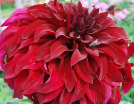 Георгина декоративная Спартакус Spartacus купить