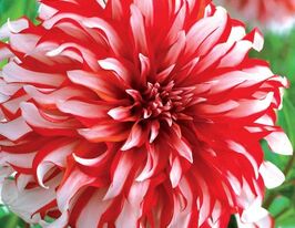 Георгина декоративная Санта Клаус (Santa Claus) купить