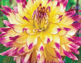 Георгина декоративная Зои Рей Zoey Rey купить